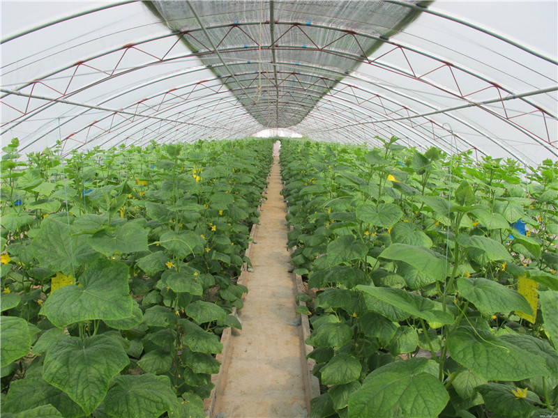 日光温室 日光温室